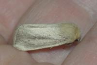 Sesamia nonagrioides