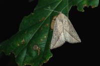 Compsoptera opacaria