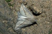 Compsoptera opacaria