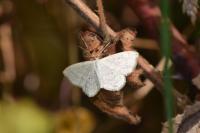 Scopula immutata