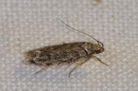 Psoricoptera gibbosella