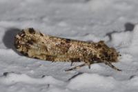 Morophaga choragella