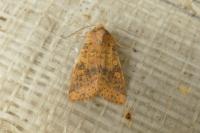Cirrhia gilvago
