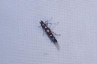 Parectopa ononidis