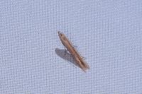 Batrachedra parvulipunctella