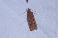 Helcystogramma triannulella