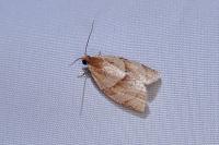 Clepsis rurinana