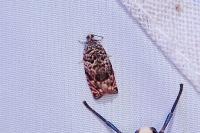 Gypsonoma minutana