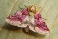 Periphanes delphinii