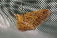 Erannis defoliaria