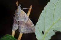 Pennithera firmata