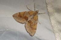 Pennithera firmata