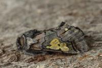 Diloba caeruleocephala