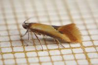 Batia lunaris