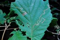 Stigmella microtheriella