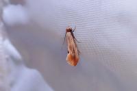 Tinea semifulvella