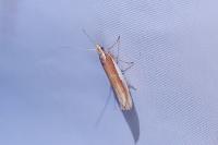 Ypsolopha parenthesella