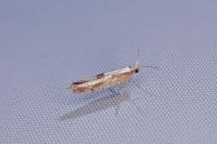 Argyresthia bonnetella