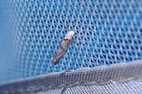 Paraswammerdamia albicapitella
