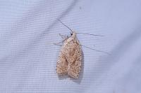 Agonopterix assimilella