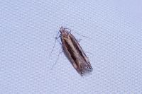 Mirificarma mulinella