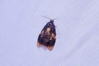 Spatalistis bifasciana