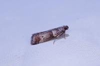 Acrobasis consociella