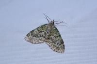 Acasis viretata