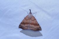 Hypena proboscidalis