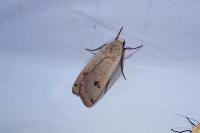 Noctua pronuba