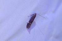 Aproaerema anthyllidella
