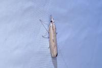 Agriphila geniculea