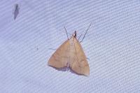 Anania crocealis