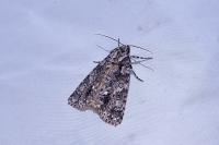 Acronicta rumicis