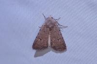 Caradrina flavirena