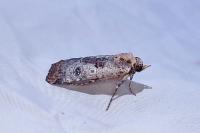 Epilecta linogrisea