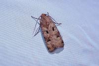 Agrotis trux