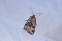Heliothis