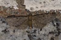 Eupithecia virgaureata