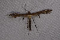 Oxyptilus