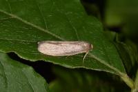 Achroia grisella