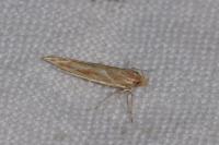 Pyroderces argyrogrammos