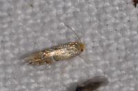 Phyllonorycter ulmifoliella