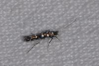 Parectopa ononidis