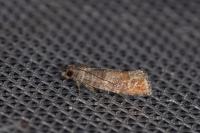 Clavigesta purdeyi