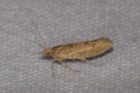 Ypsolopha alpella