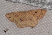 Cyclophora porata