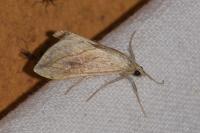 Evergestis forficalis