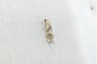 Cochylimorpha straminea