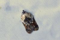 Acleris variegana
